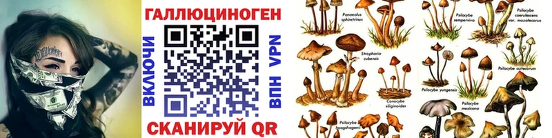 где купить наркоту  Старый Оскол  Псилоцибиновые грибы Psilocybine cubensis 